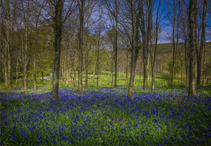 Framed Print : Magnificent display of spring bluebells at Hambleton hill, Dorset, England, United Kingdom