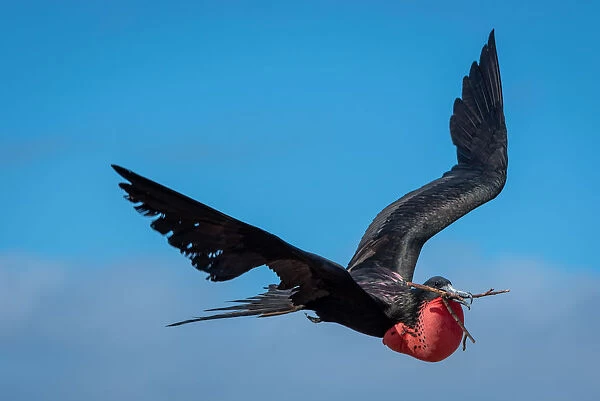 Magnificent Frigatebird in flight with red gular pouch and twig in beak