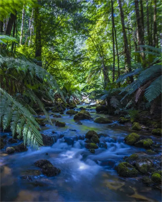 Framed Print : Magnificent old growth rainforest on the slopes of Mount St