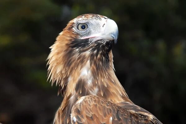 Majestic. Australian Eagle
