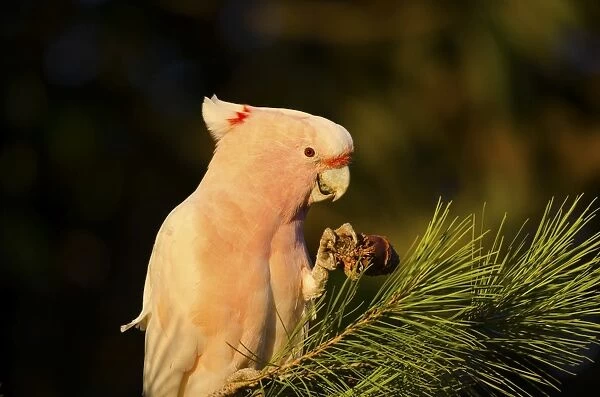 Major mitchell cockatoo eating pine cone