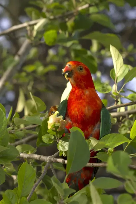 Framed Print : Male Australia King Parrot ( Alisterus scapularis) eating fruit off a tree Framed Print : Male Australia King Parrot ( Alisterus scapularis) eating fruit off a tree