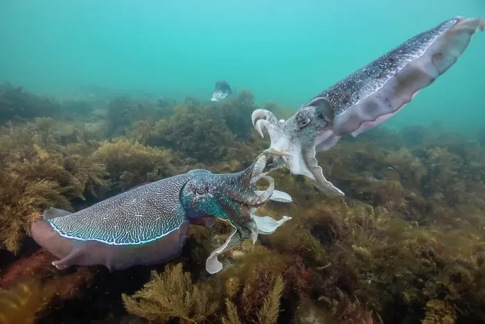 Framed Print : Two male Australian giant cuttlefish fighting over a female during the annual mating migration season, Whyalla, South Australia