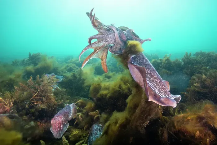 Framed Print : Male Australian giant cuttlefish fighting for the right to try and mate with a female, Whyalla, South Australia