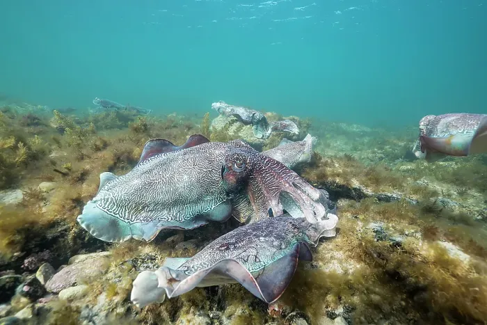 Framed Print : Male Australian giant cuttlefish fights off another male as he protects his female while she tries to lay her eggs in a crevice, Whyalla, South Australia Framed Print : Male Australian giant cuttlefish fights off another male as he protects his female while she tries to lay her eggs in a crevice, Whyalla, South Australia