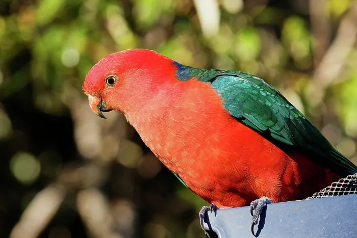 Framed Print : Male Australian King-Parrot (Alisterus scapularis) in Lamington National Park