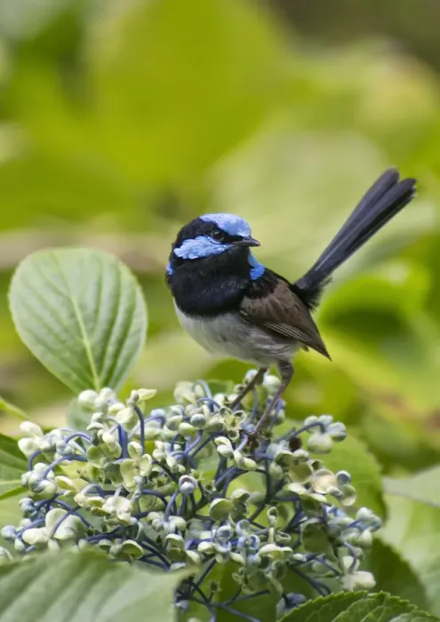 Framed Print : Male Fairy Wren on a Flower Framed Print : Male Fairy Wren on a Flower