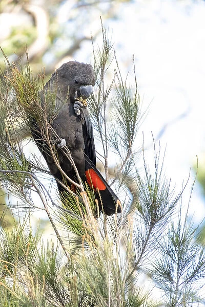 Male Glossy Black Cockatoo eating a cone
