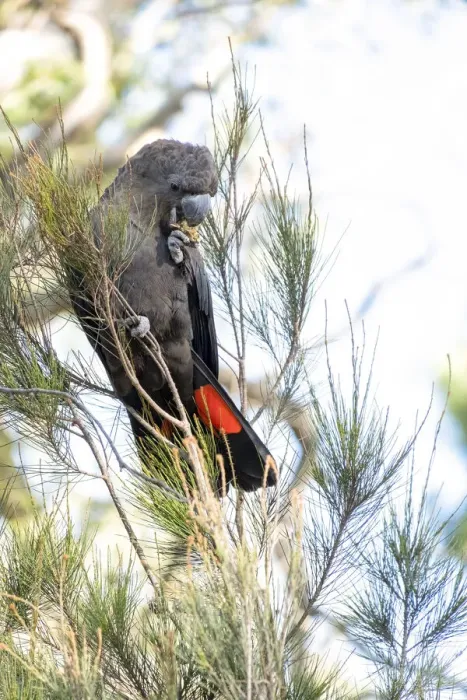Framed Print : Male Glossy Black Cockatoo eating a cone