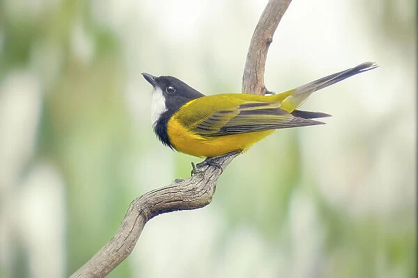 A male Golden Whistler (Pachycephala pectoralis) strikes a pose on a branch isolated against a blurred, eucalyptus woodland background, Melbourne Australia