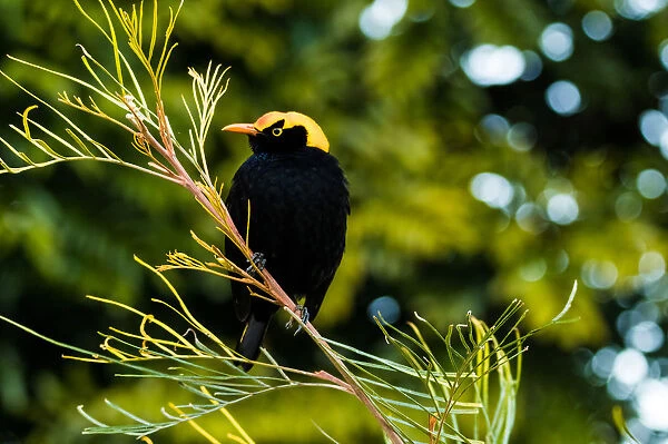 Male regent bowerbird