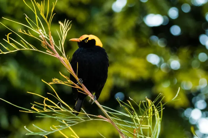 Framed Print : Male regent bowerbird Framed Print : Male regent bowerbird