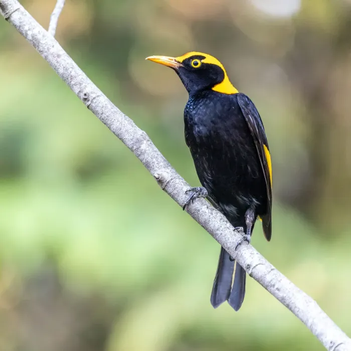 Framed Print : Male Regent Bowerbird Framed Print : Male Regent Bowerbird