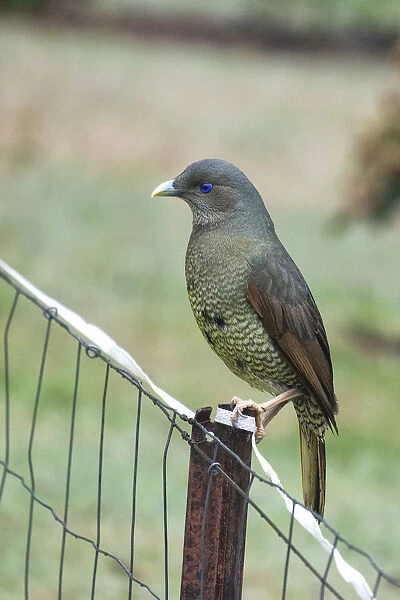 Male Satin Bower bird on fence