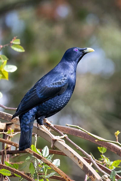 Male Satin Bower Bird sitting on top of a rose arch