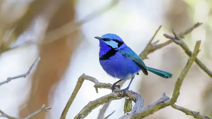 Framed Print : Male Splendid Fairywren, Blue Wren - Malurus splendens Framed Print : Male Splendid Fairywren, Blue Wren - Malurus splendens