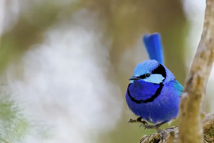Framed Print : Male Splendid Fairywren, Blue Wren - Malurus splendens Framed Print : Male Splendid Fairywren, Blue Wren - Malurus splendens
