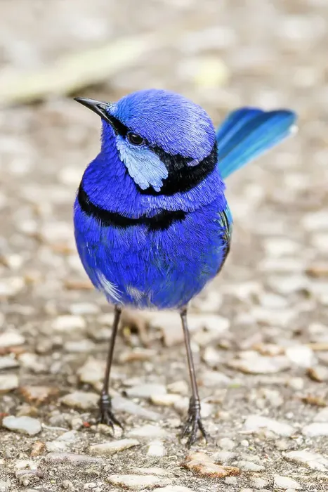 Framed Print : Male Splendid Fairywren - Malurus splendens Framed Print : Male Splendid Fairywren - Malurus splendens