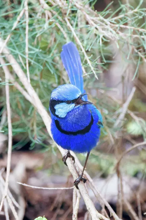 Framed Print : Male Splendid Fairywren - Malurus splendens Framed Print : Male Splendid Fairywren - Malurus splendens