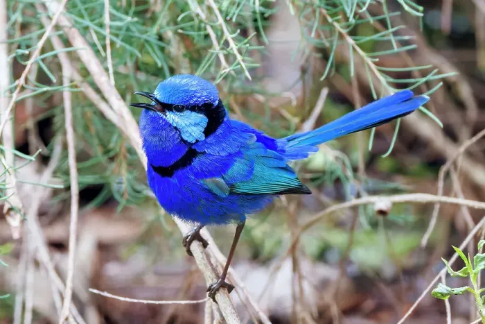 Framed Print : Male Splendid Fairywren - Malurus splendens Framed Print : Male Splendid Fairywren - Malurus splendens