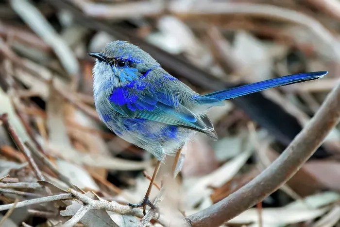Framed Print : Male Splendid Fairywren - Malurus splendens Framed Print : Male Splendid Fairywren - Malurus splendens