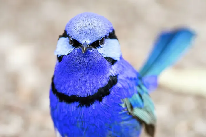 Framed Print : Male Splendid Fairywren - Malurus splendens