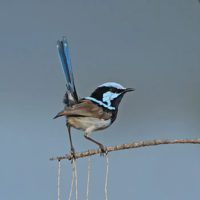 Framed Print : Male superb fairywren bird