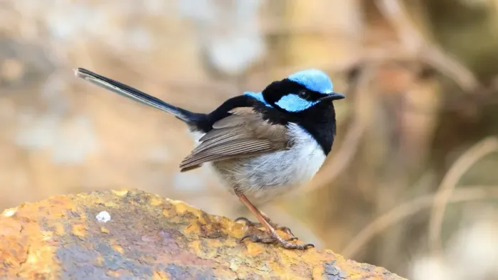 Framed Print : Male Superb Fairywren in Canberra Framed Print : Male Superb Fairywren in Canberra