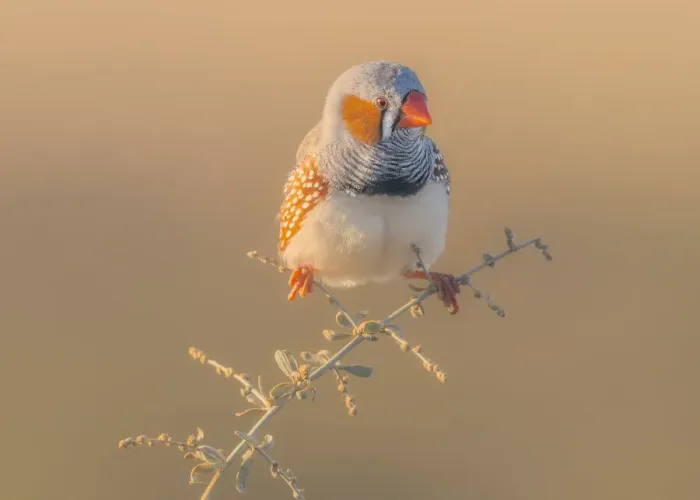 Framed Print : Male zebra finch (Taeniopygia guttata) perched on small branch in warm light Framed Print : Male zebra finch (Taeniopygia guttata) perched on small branch in warm light