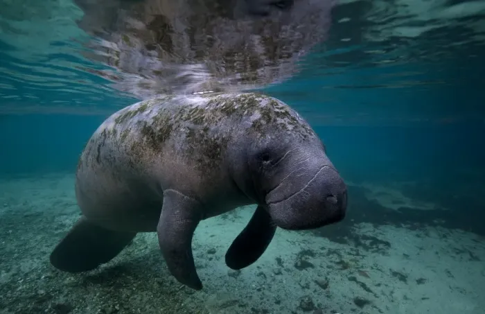 Framed Print : Manatee at crystal river in Florida