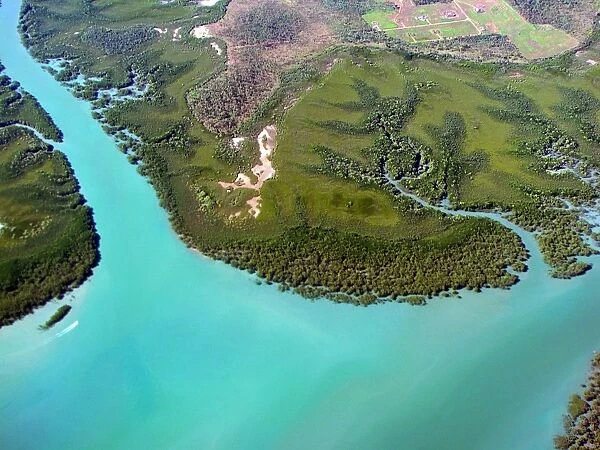 Mangrove Coast