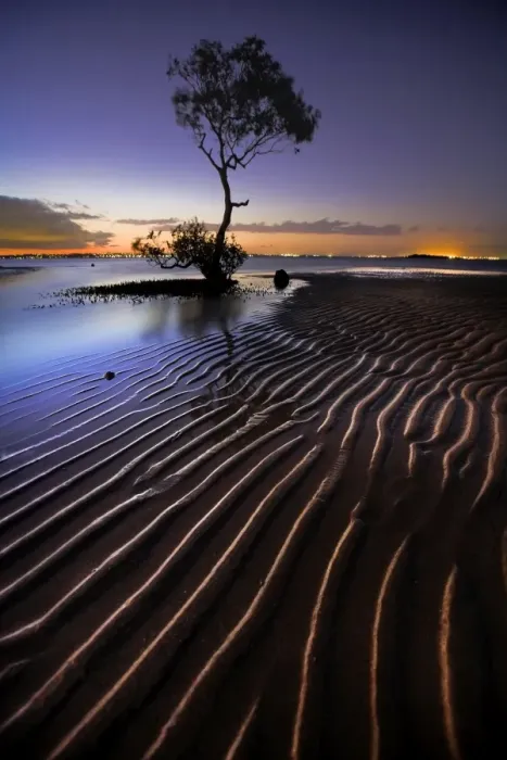 Framed Print : Mangrove Tree
