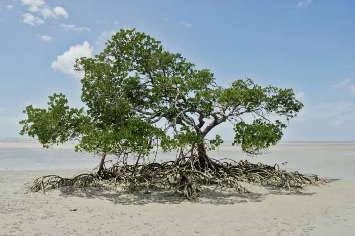Framed Print : Mangrove Tree Framed Print : Mangrove Tree