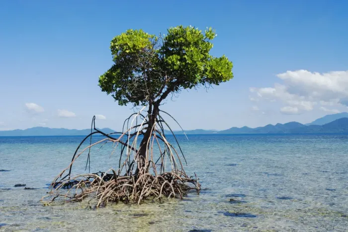 Framed Print : Mangroves roots in sea water