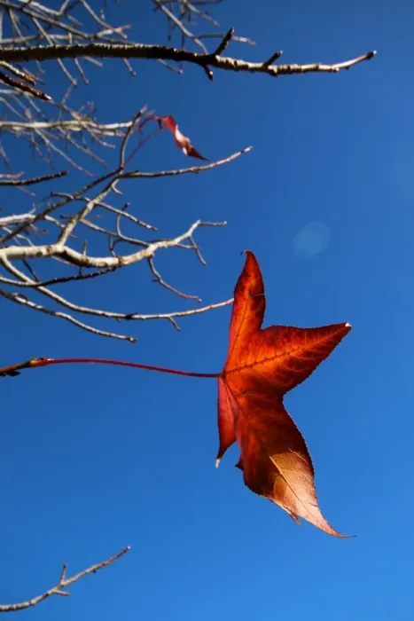 Framed Print : A maple leaf hanging on as long as possible