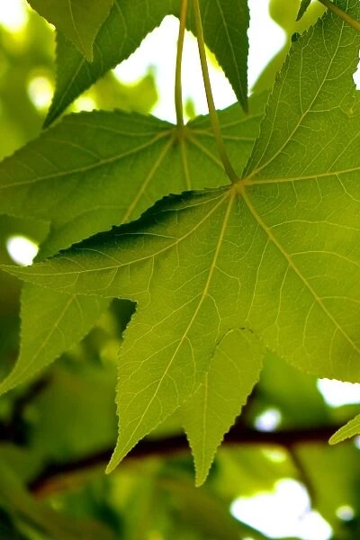 Maple Leaf Veins