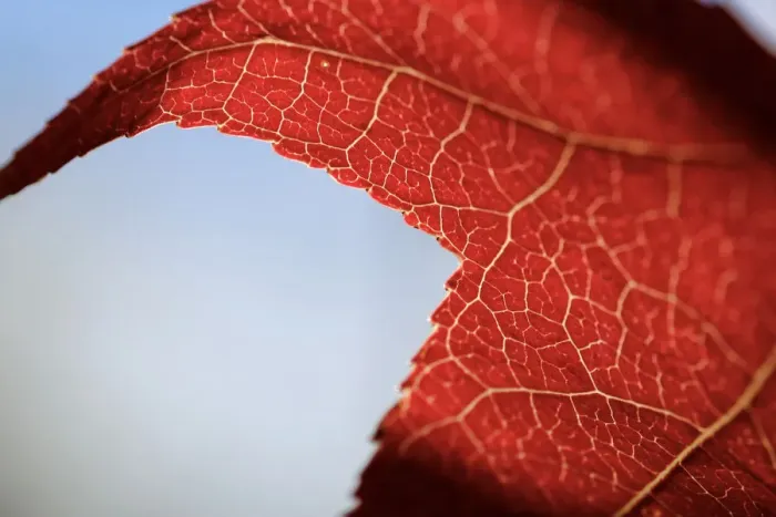 Framed Print : Maple Veins in macro Framed Print : Maple Veins in macro