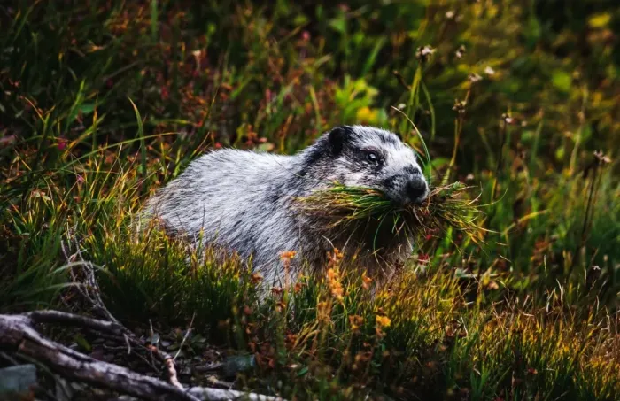 Framed Print : Marmot at Glacier National Park, Montana Framed Print : Marmot at Glacier National Park, Montana