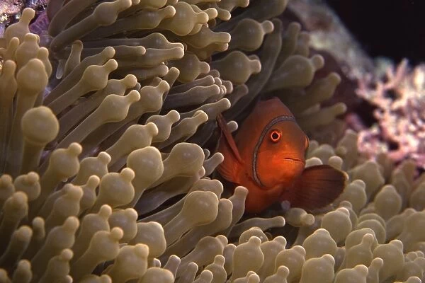 Maroon clownfish, Great Barrier Reef, Australia