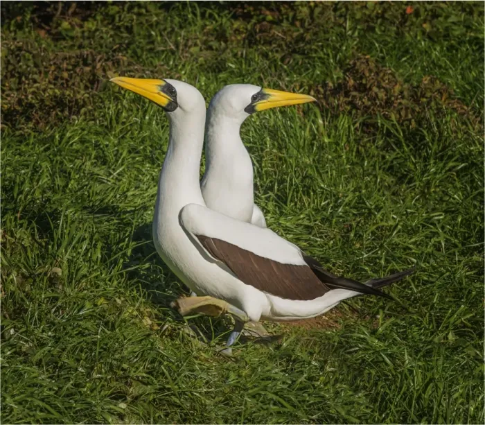 Framed Print : Masked Boobies nesting on Phillip Island, just off the coastline of Norfolk Island Framed Print : Masked Boobies nesting on Phillip Island, just off the coastline of Norfolk Island