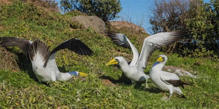Framed Print : Masked Boobies, Phillip Island, off Norfolk Island, south pacific ocean