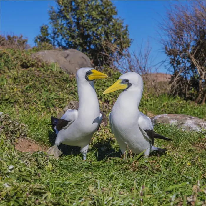 Framed Print : Masked Boobies, Phillip Island, off Norfolk Island, south pacific ocean