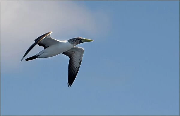 Masked booby in flight, Lord Howe Island, New South Wales
