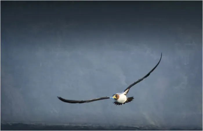 Framed Print : Masked booby in flight, Lord Howe Island, New South Wales