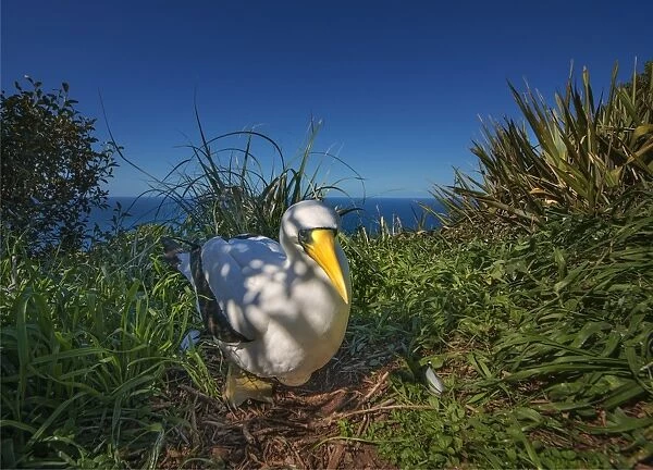 Masked Booby nesting on Phillip Island, just off the coastline of Norfolk Island