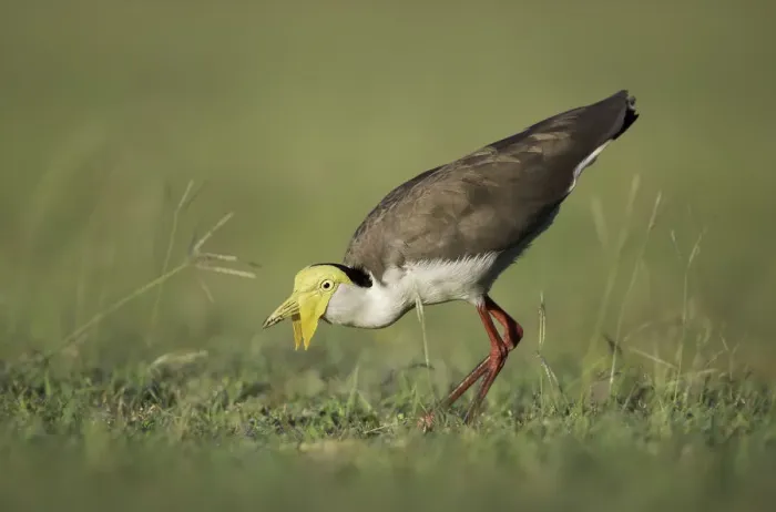 Framed Print : Masked Lapwing (Vanellus miles) Framed Print : Masked Lapwing (Vanellus miles)
