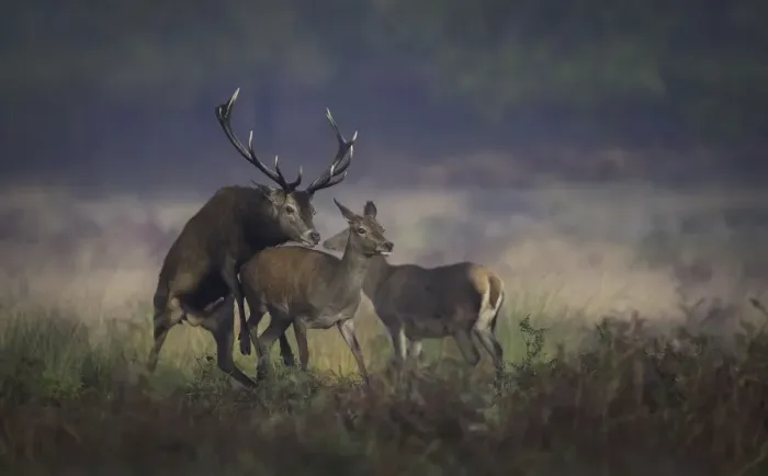 Framed Print : Mating Red Deer