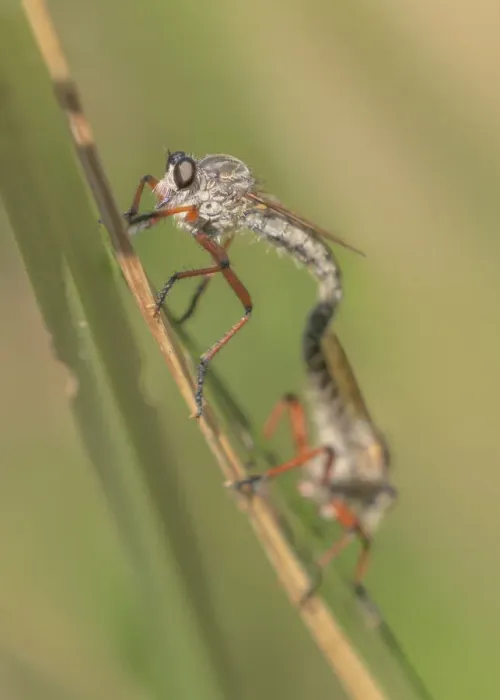 Framed Print : Mating robber flies on grass leaf