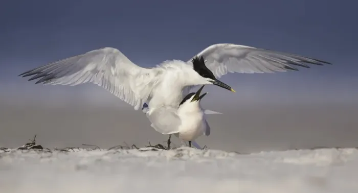 Framed Print : Mating sandwich terns Framed Print : Mating sandwich terns
