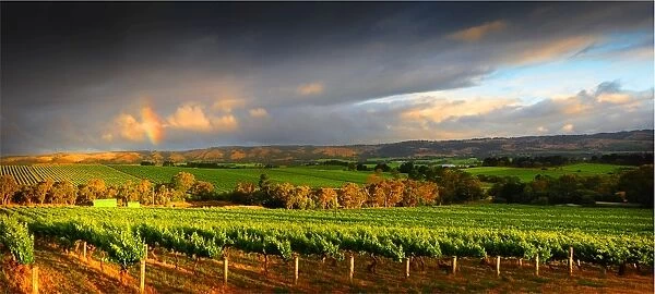 McClarenvale vineyards Fleurieu Peninsula South Australia